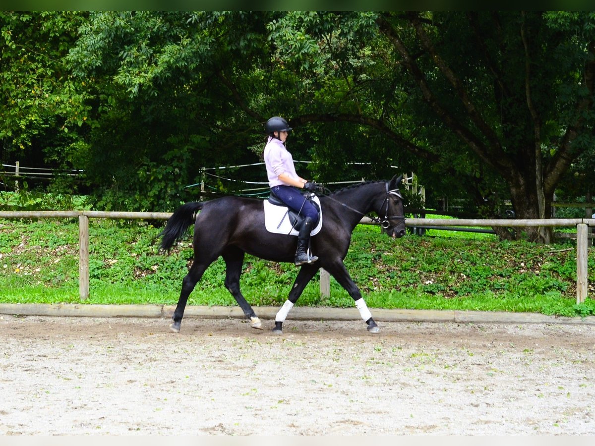 Other Warmbloods Mare 10 years 15,3 hh Black in Wellheim