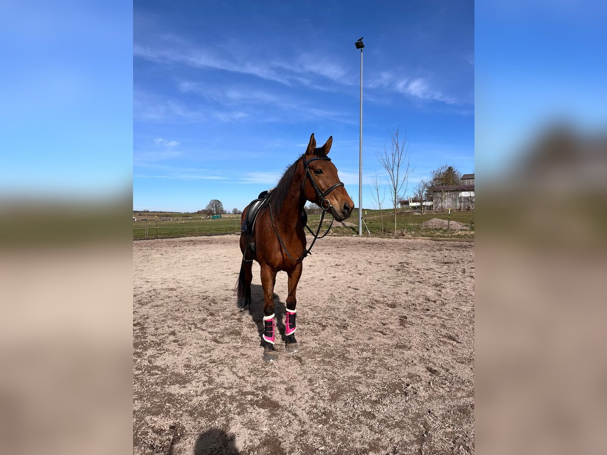 Other Warmbloods Mix Mare 10 years 16,2 hh Brown in Schondorf am Ammersee
