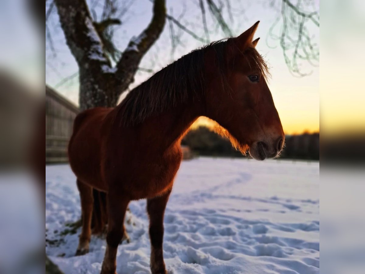 Other Warmbloods Mix Mare 11 years 13,3 hh Brown in Neureichenau