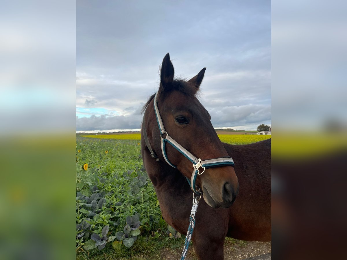 Other Warmbloods Mix Mare 11 years 15,3 hh Brown in UlmUlm