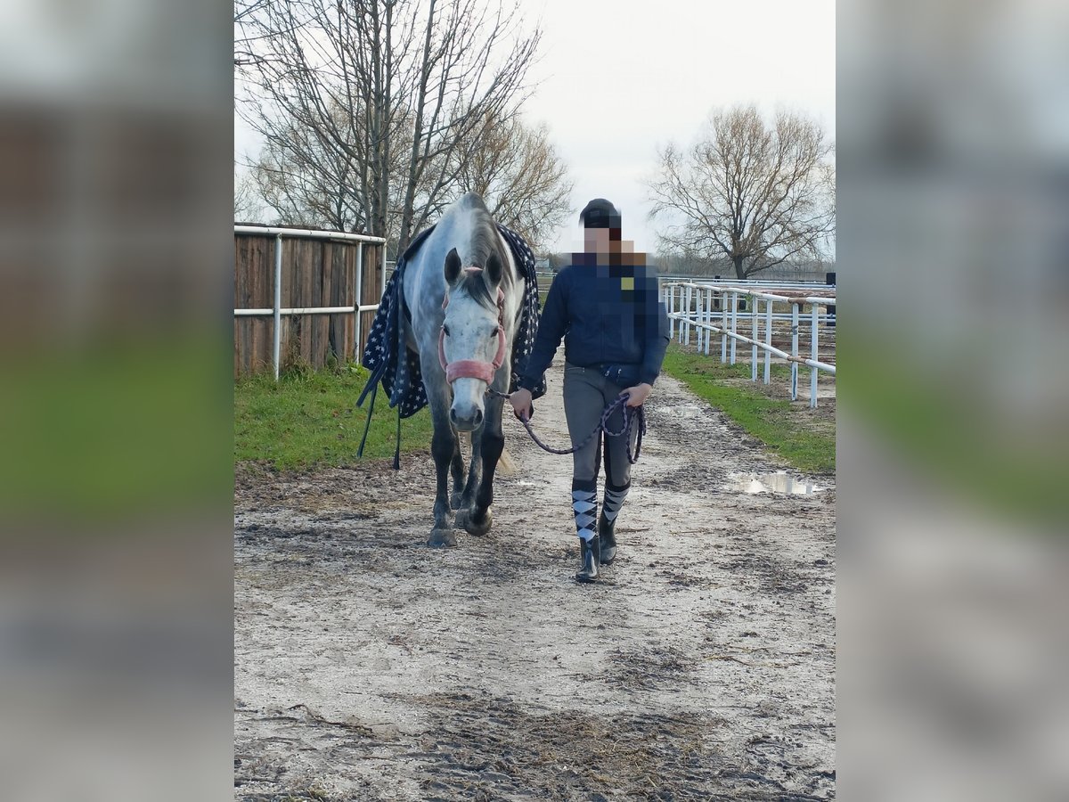 Other Warmbloods Mare 11 years 17,2 hh Gray-Dapple in Caorle