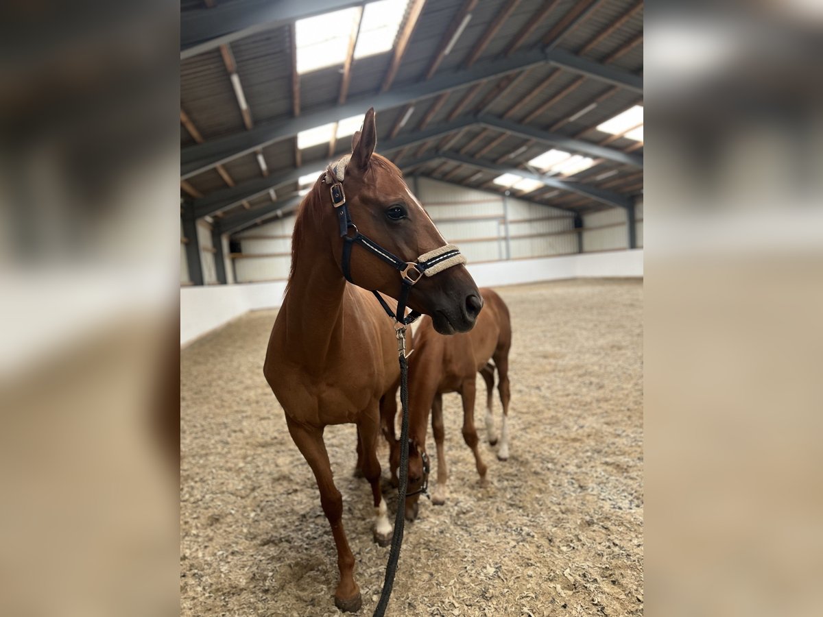 Other Warmbloods Mare 11 years Chestnut-Red in Deutsch Wagram