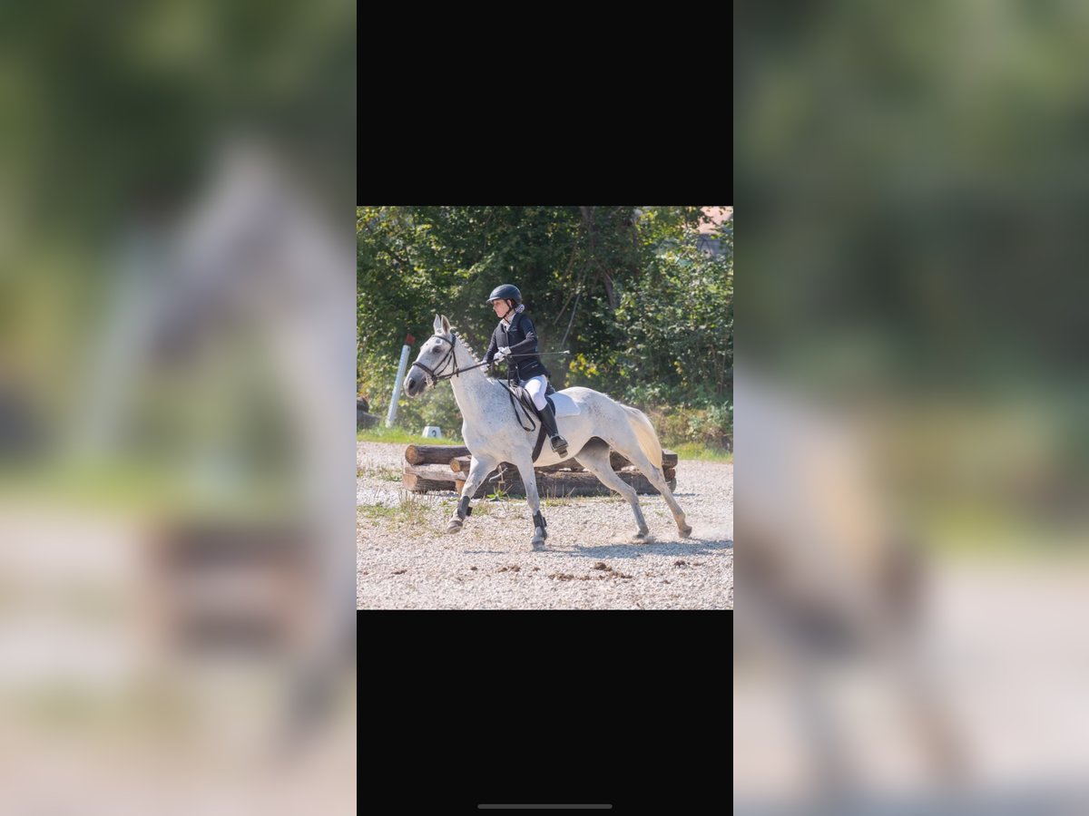 Other Warmbloods Mare 12 years 15,1 hh Gray in Bierbaum