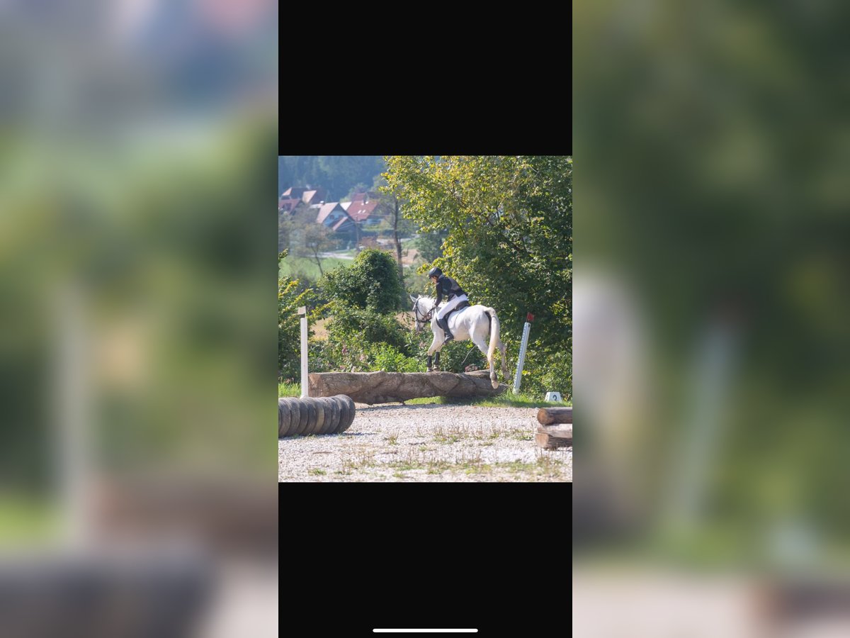 Other Warmbloods Mix Mare 12 years 15,1 hh Gray in Graz Umgebung