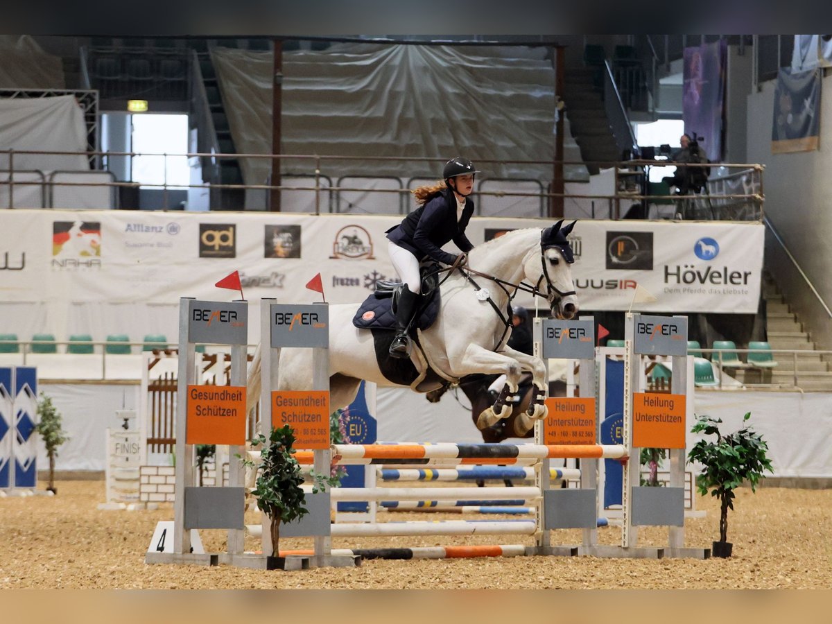 Other Warmbloods Mare 12 years 16 hh Grey in Leingarten