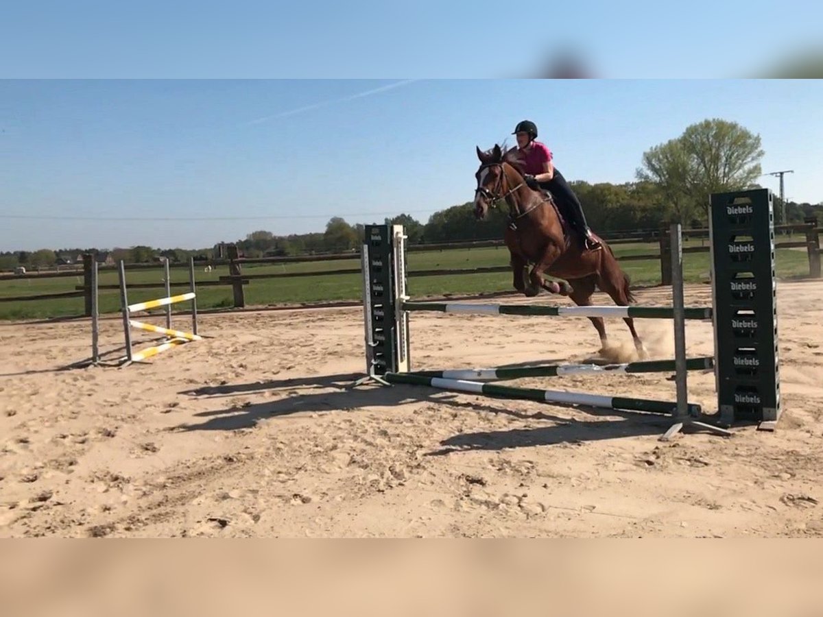 Other Warmbloods Mare 12 years 16,2 hh Chestnut-Red in Wesel