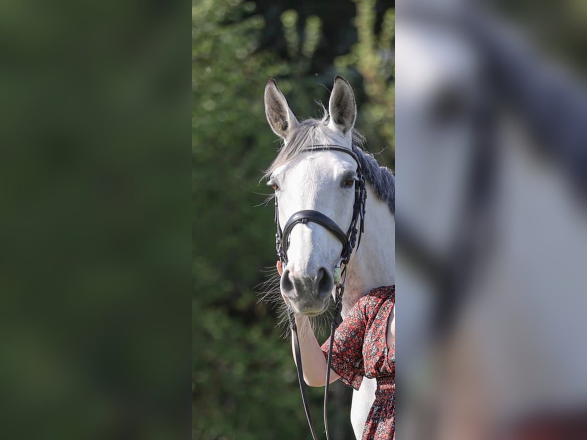 Other Warmbloods Mix Mare 13 years 15,3 hh Gray in Obernfeld