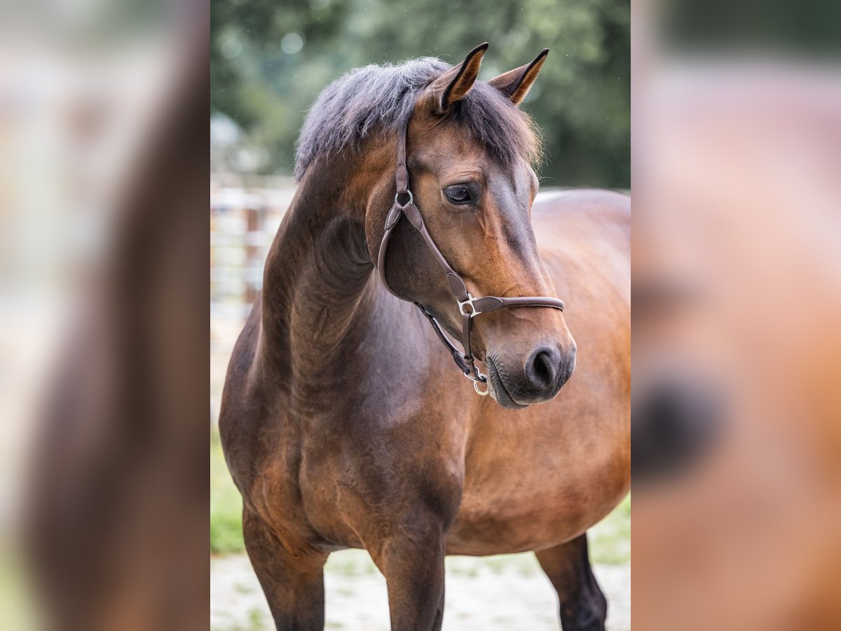 Other Warmbloods Mare 13 years 16 hh Brown in WestoverledingenWestoverledingen