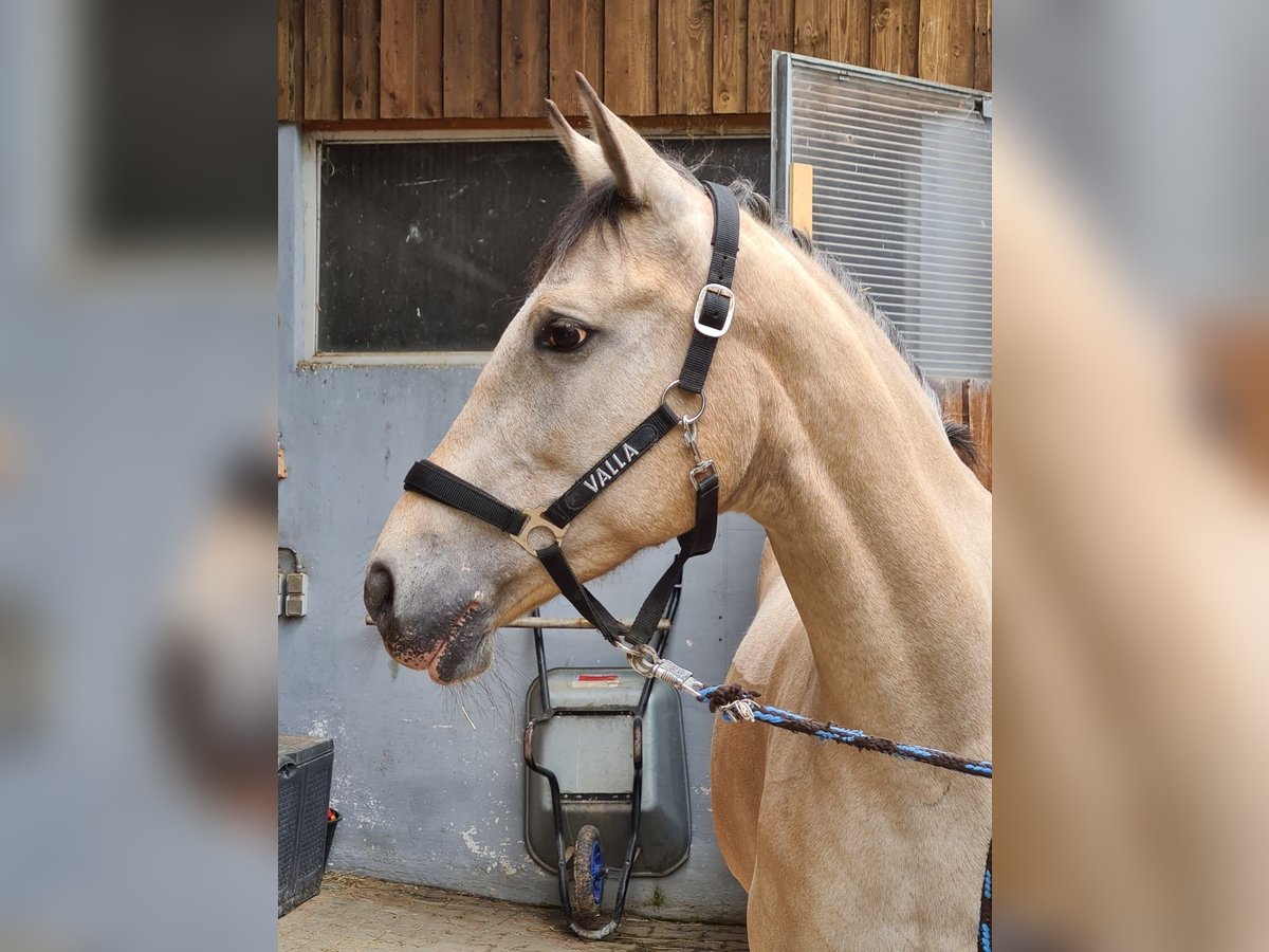 Other Warmbloods Mare 13 years 16 hh Dun in Tübingen