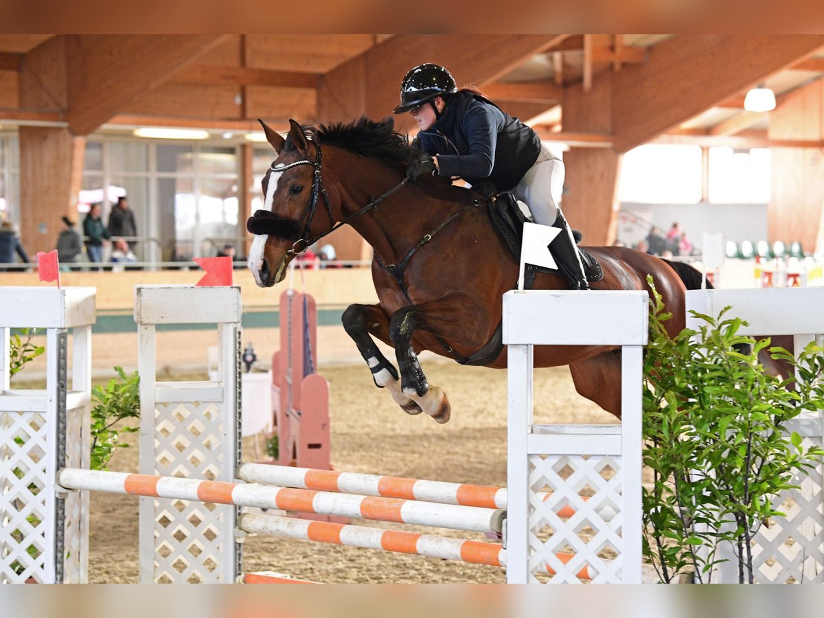 Other Warmbloods Mare 13 years 17 hh Brown in Wien, Wieden