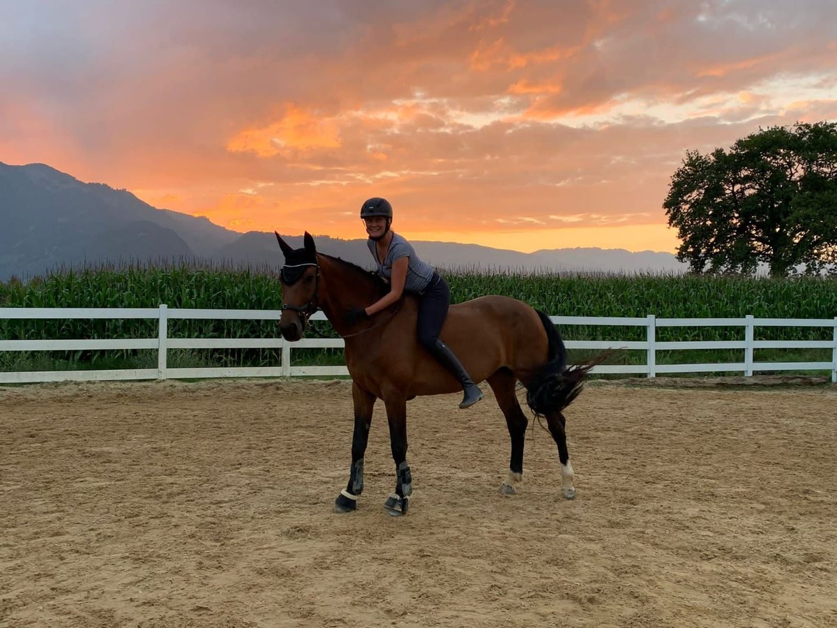 Other Warmbloods Mare 14 years 16,1 hh Brown in Koblach