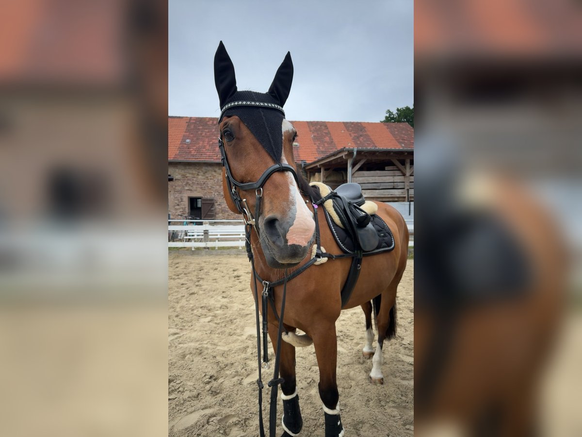 Other Warmbloods Mare 15 years 16,3 hh Brown in Beverungen