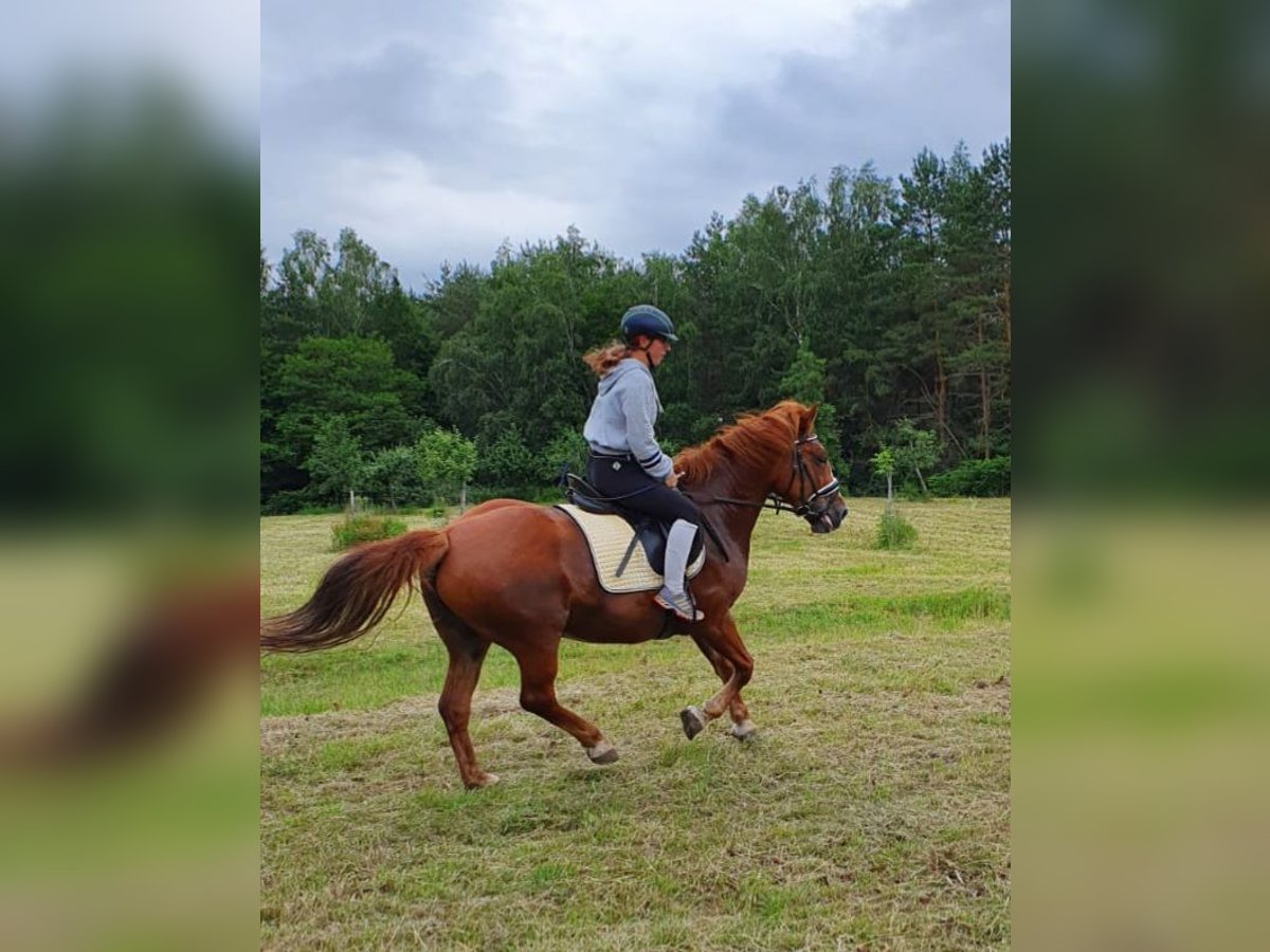 Other Warmbloods Mare 16 years 15,1 hh Chestnut-Red in Limbach