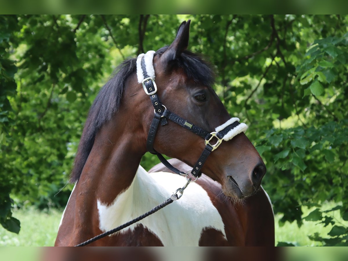 Other Warmbloods Mare 16 years 16,1 hh Pinto in Götzendorf an der Leitha