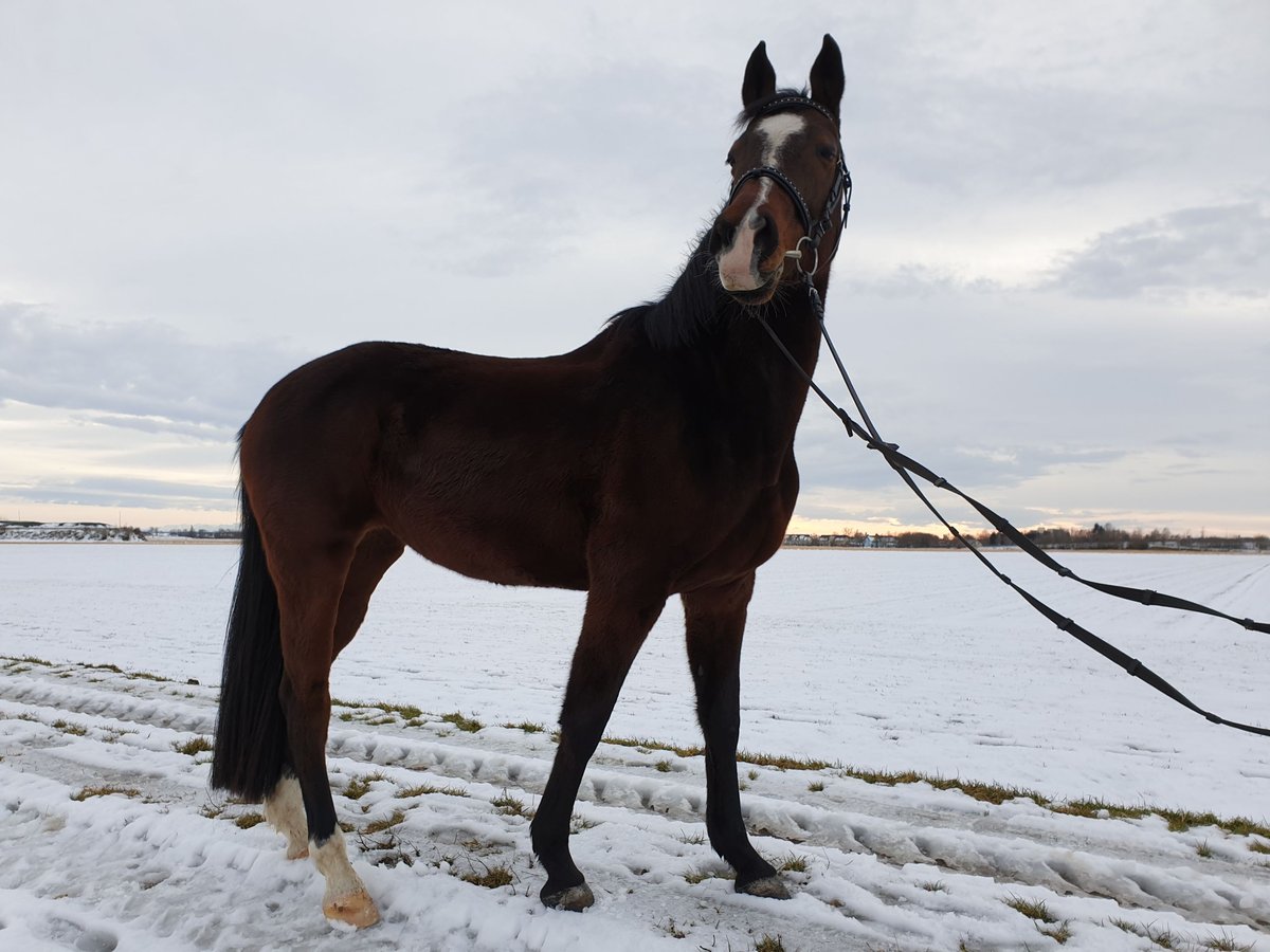 Other Warmbloods Mare 17 years 15,2 hh Brown in Pocking