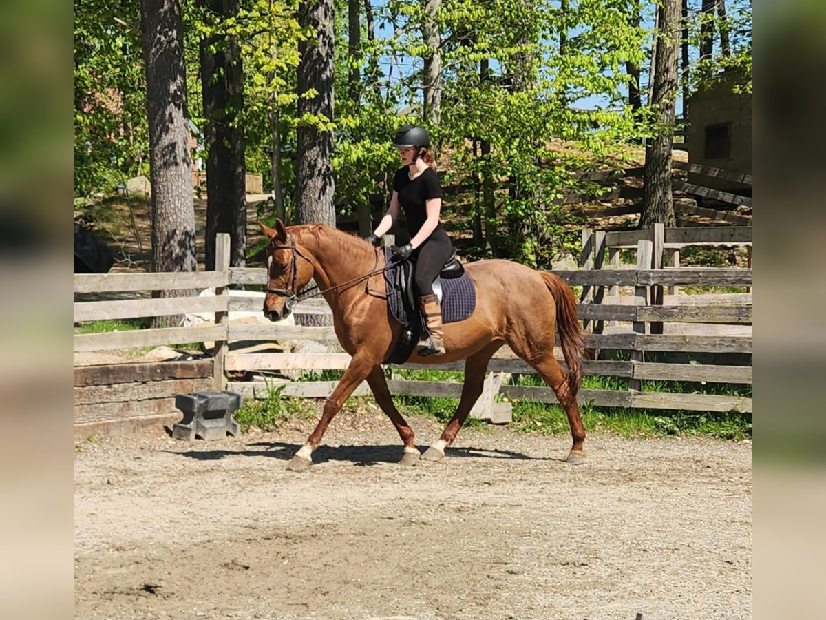 Other Warmbloods Mare 17 years 16,1 hh Chestnut in Sandown Other Warmbloods Mare 17 years 16,1 hh Chestnut in Sandown