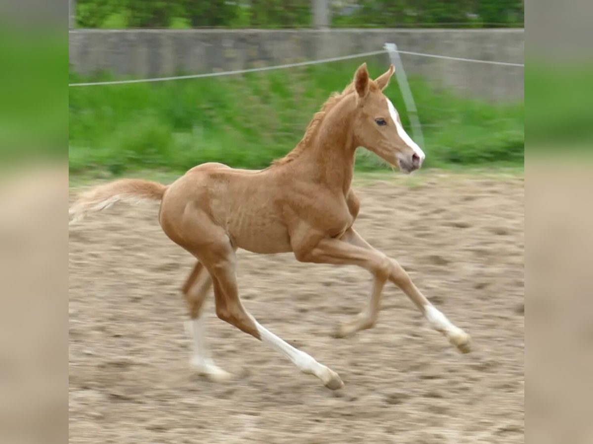 Other Warmbloods Mare 1 year 16,1 hh Palomino in Borgentreich