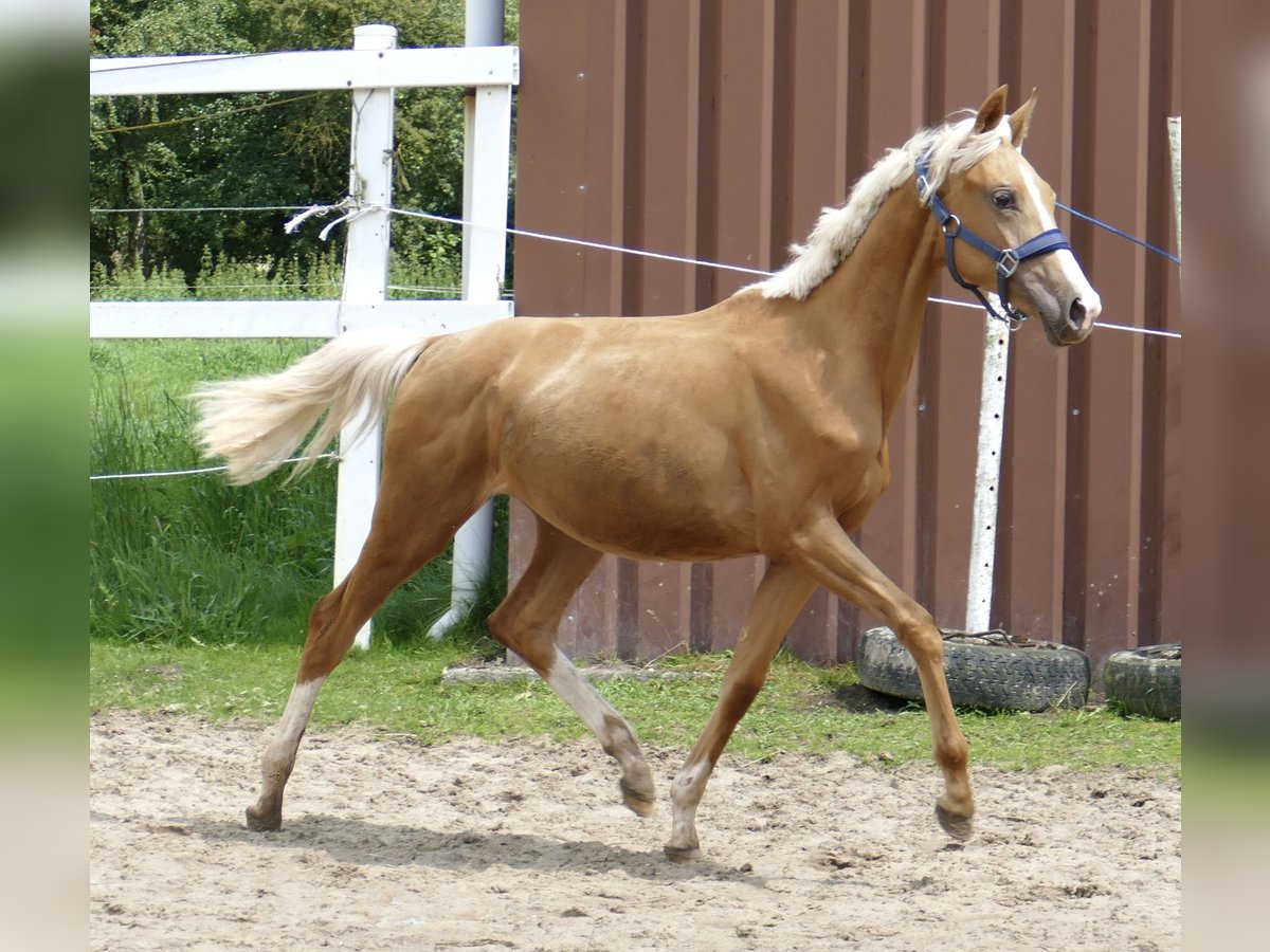 Other Warmbloods Mare 1 year 16,1 hh Palomino in Borgentreich