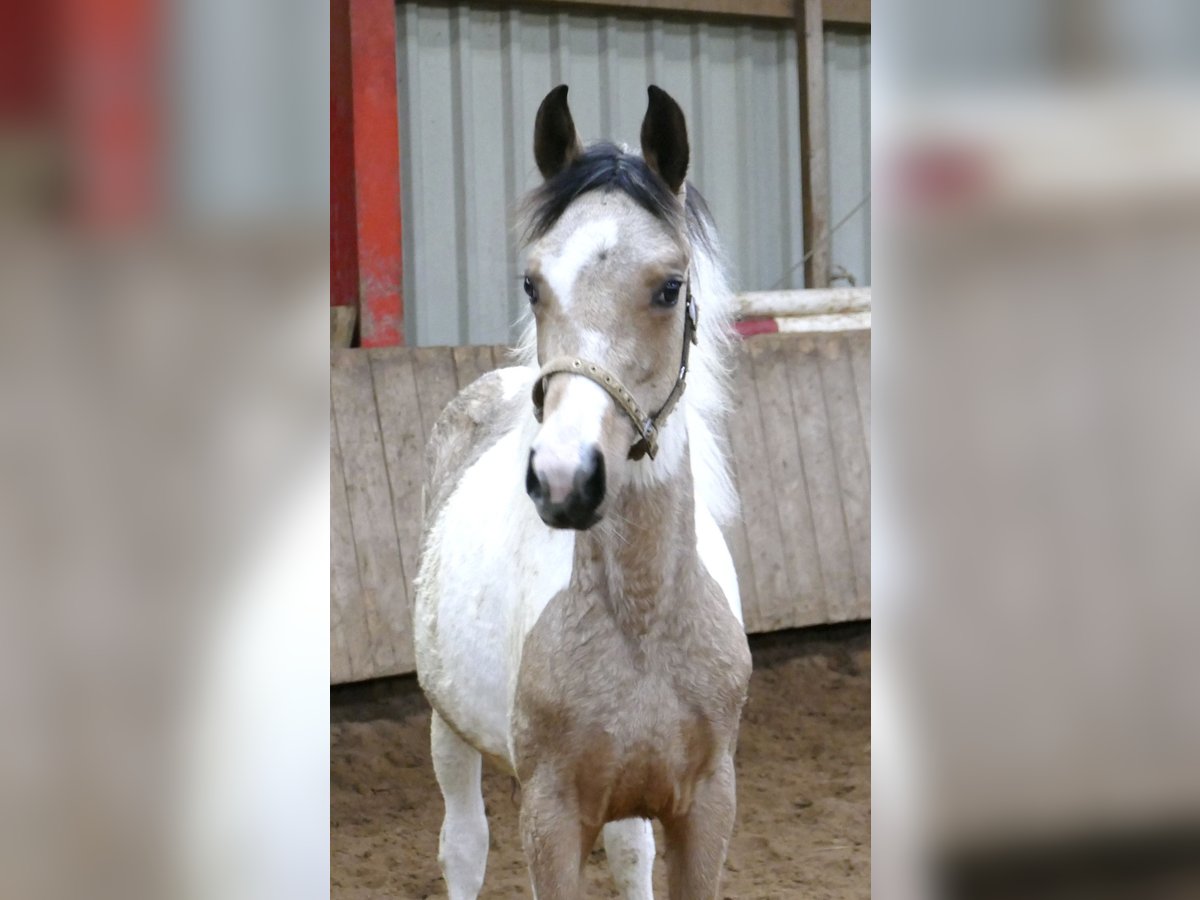Other Warmbloods Mare 1 year 16 hh Pinto in Borgentreich