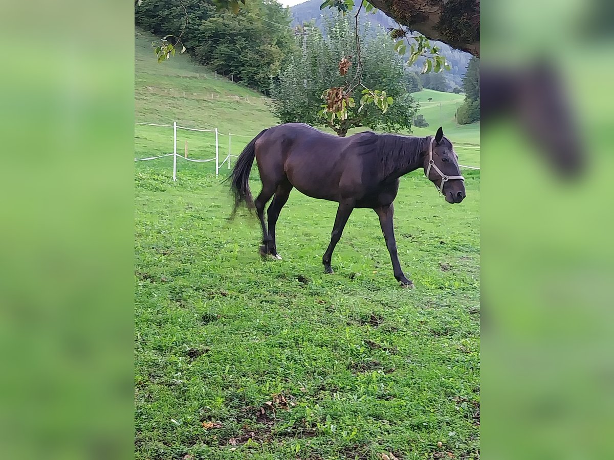 Other Warmbloods Mare 20 years 15,1 hh Black in Molln