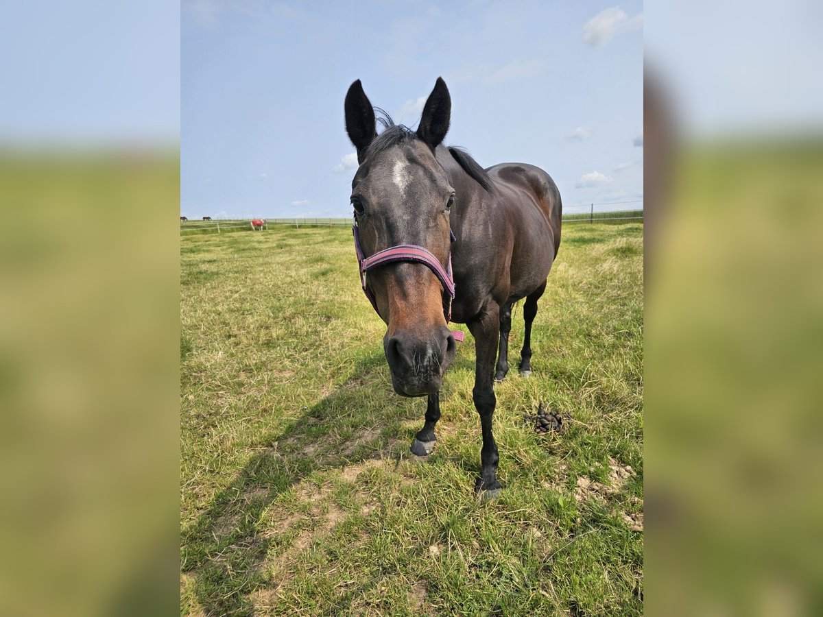 Other Warmbloods Mare 20 years 16 hh Brown in Gro&#xDF;-Zimmern