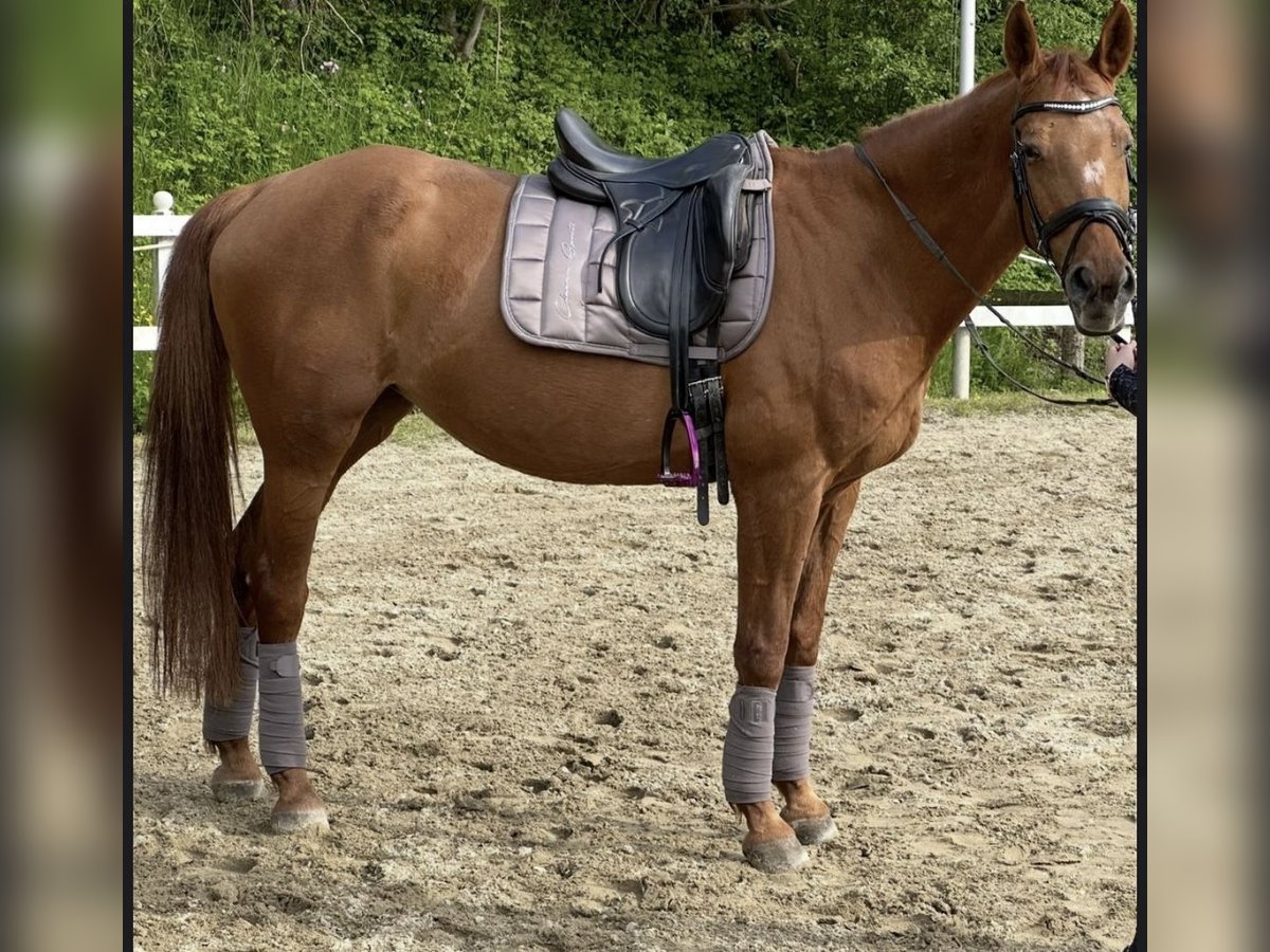 Other Warmbloods Mare 24 years Chestnut-Red in Gro&#xDF;gmain