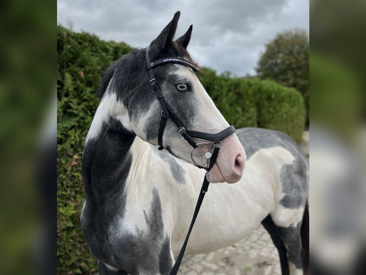 Other Warmbloods Mix Mare 2 years 15,2 hh Pinto in Seesen