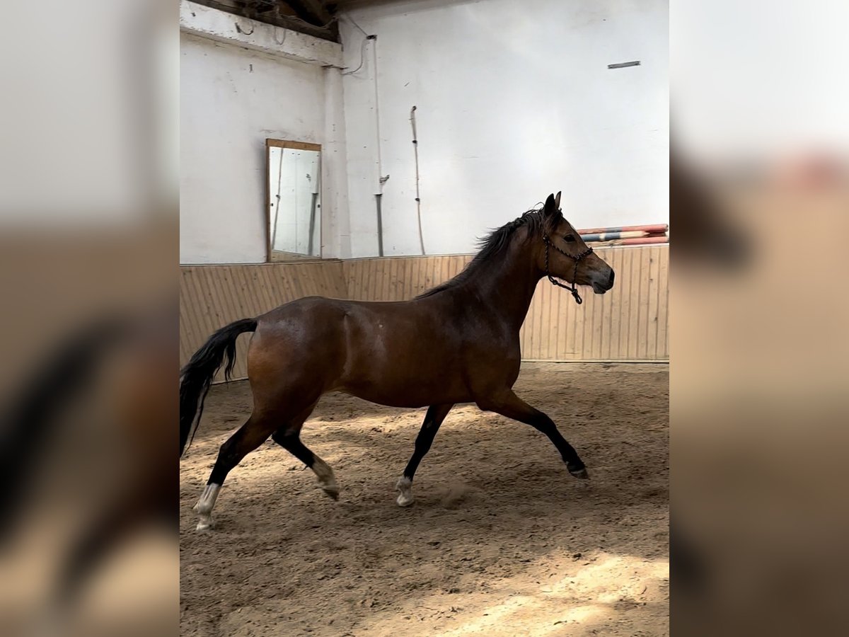 Other Warmbloods Mare 3 years 14,1 hh Brown in Hohenahr