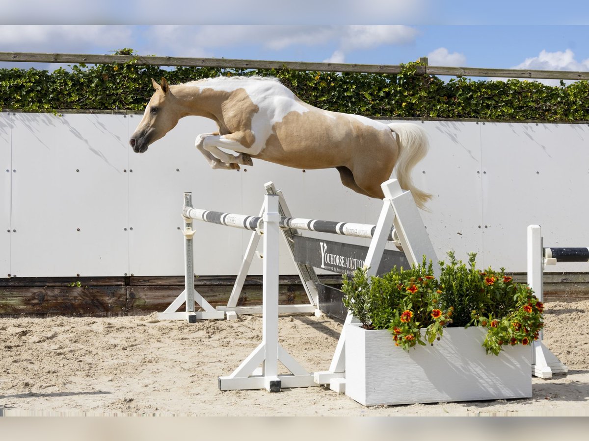 Other Warmbloods Mare 3 years 14,2 hh Palomino in Waddinxveen