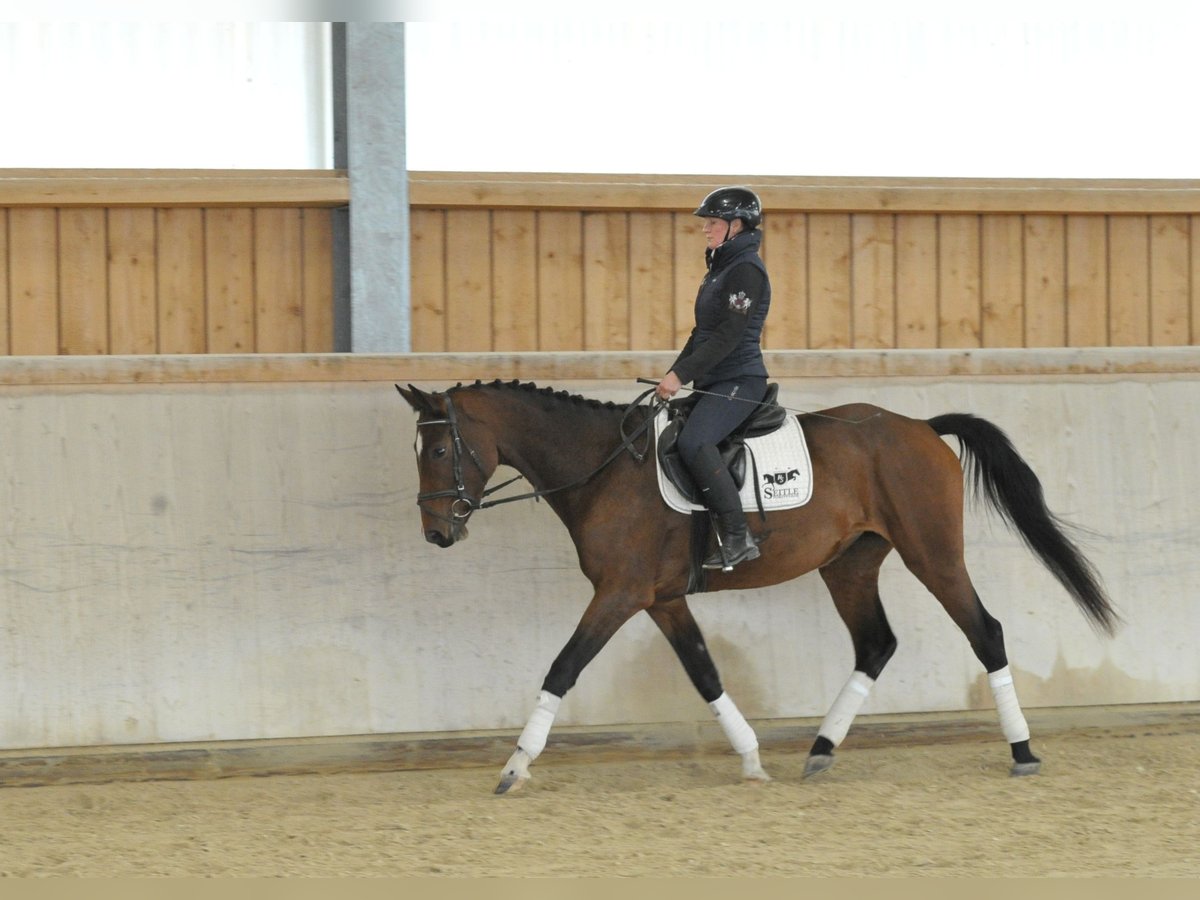 Other Warmbloods Mare 3 years 16 hh Brown in Wellheim Other Warmbloods Mare 3 years 16 hh Brown in Wellheim