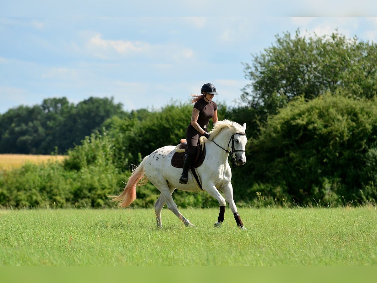 Other Warmbloods Mare 3 years 16 hh Leopard-Piebald in Siedleczek