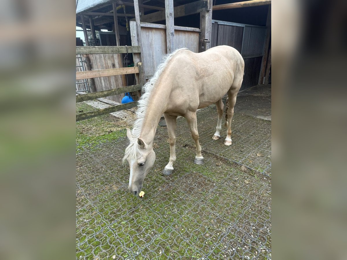 Other Warmbloods Mare 3 years 16 hh Palomino in Hörhausen Other Warmbloods Mare 3 years 16 hh Palomino in Hörhausen