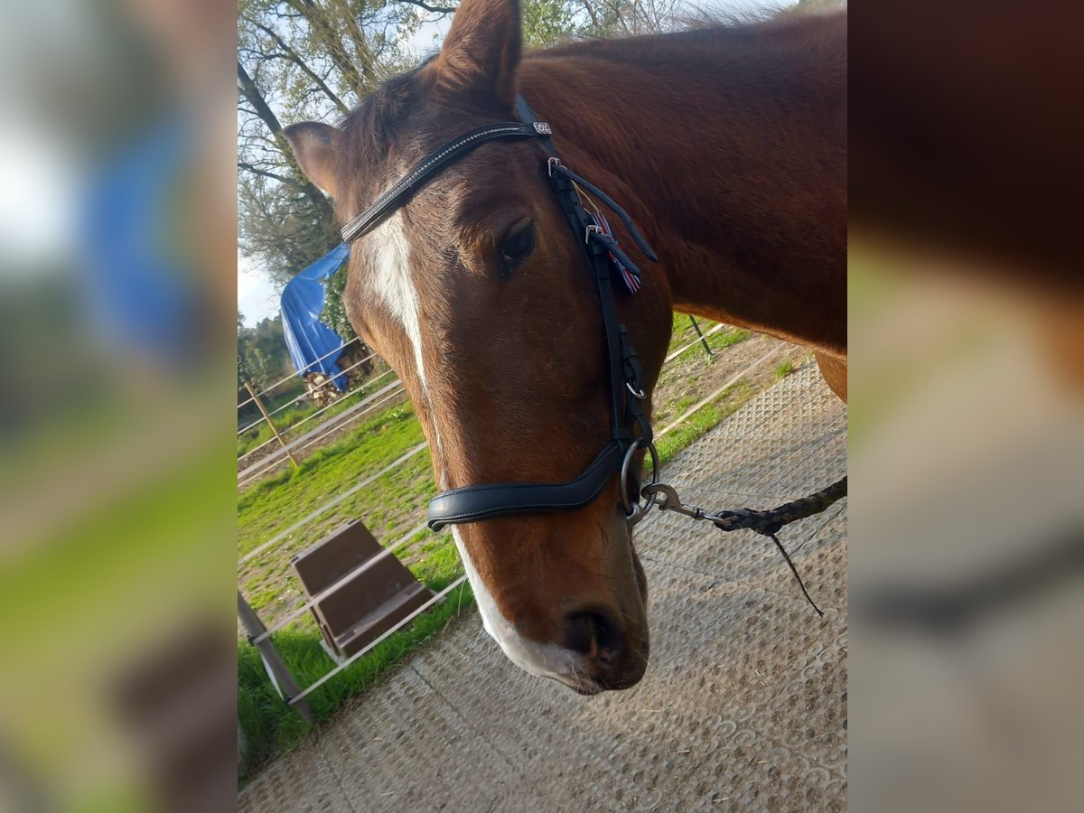 Other Warmbloods Mare 4 years 14,3 hh Pinto in Wienhausen