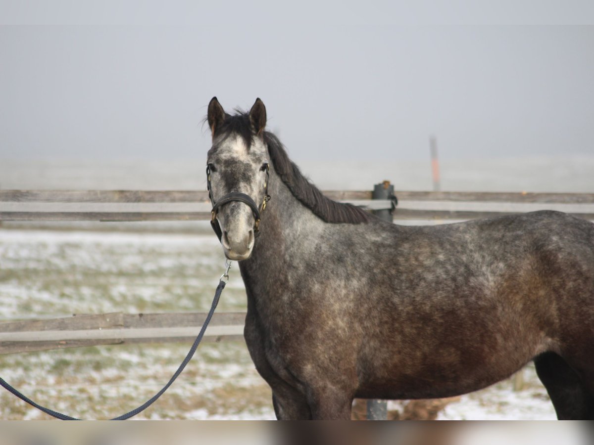 Other Warmbloods Mare 4 years 15,2 hh Gray in Straßwalchen