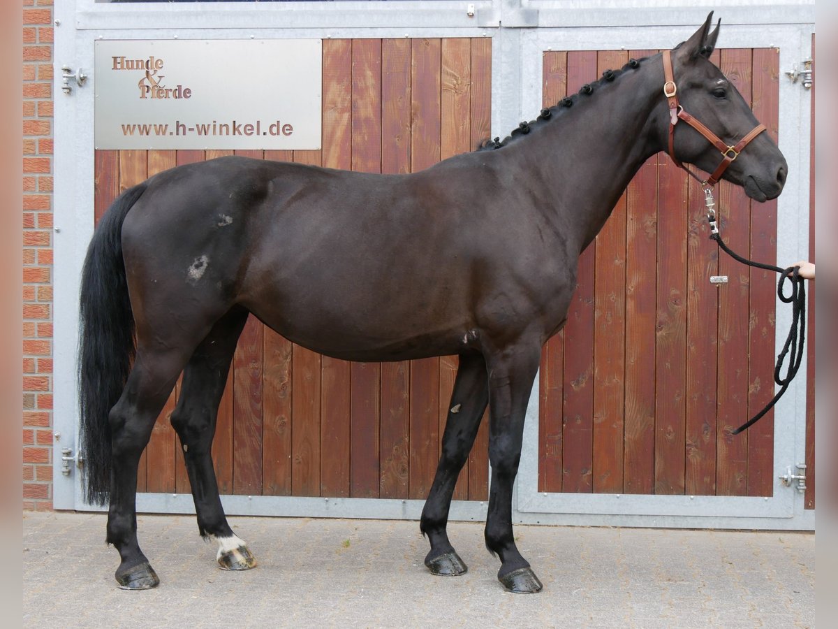 Other Warmbloods Mix Mare 4 years 15,3 hh in Dorsten