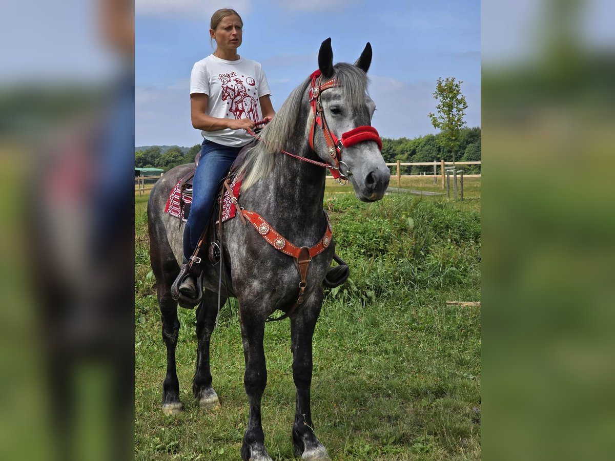 Other Warmbloods Mare 4 years 16 hh Gray-Dapple in Linkenbach