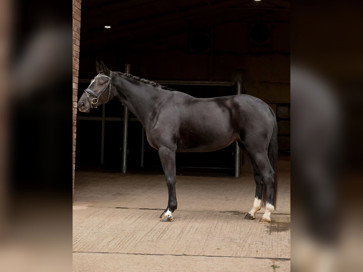 Other Warmbloods Mare 4 years Black in Hereford Other Warmbloods Mare 4 years Black in Hereford