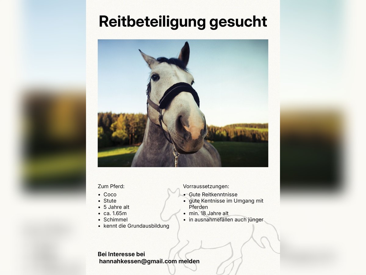 Other Warmbloods Mix Mare 5 years 16 hh Gray in Villingen-Schwenningen