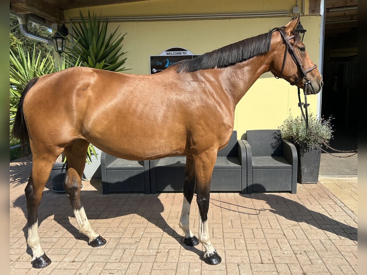 Other Warmbloods Mare 6 years 16,1 hh Brown in K&#xFC;hnsdorf