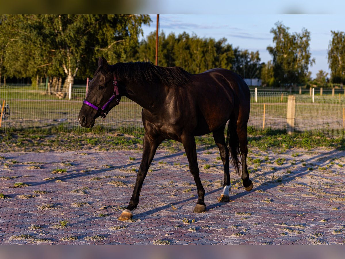 Other Warmbloods Mare 6 years 16,2 hh Black in S&#x142;o&#x144;sko