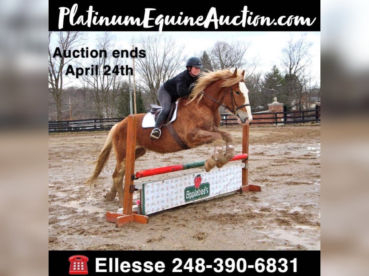 Other Warmbloods Mare 7 years 16,3 hh Chestnut in Highland MI