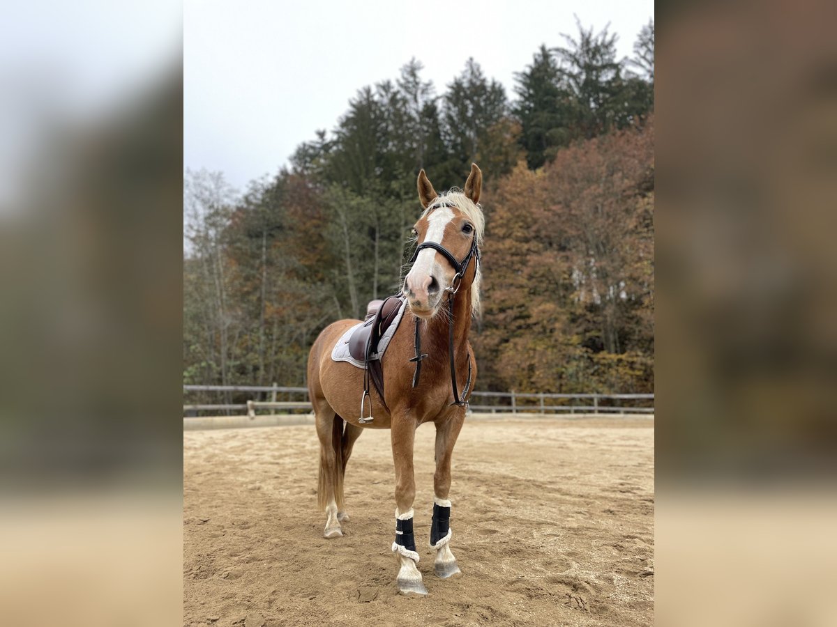 Other Warmbloods Mix Mare 8 years 14,1 hh in Markt Hartmannsdorf