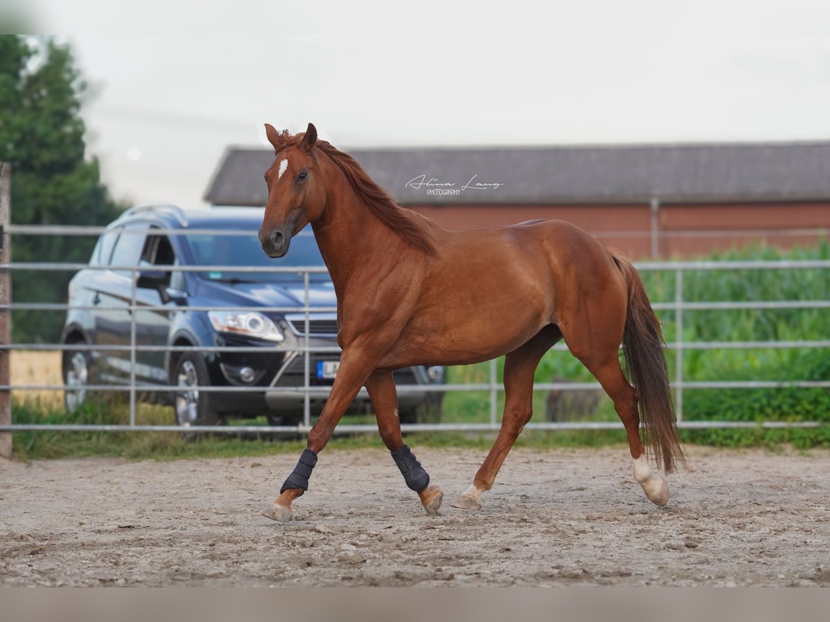 Other Warmbloods Mix Mare 8 years 15,2 hh Chestnut-Red in Hohberg