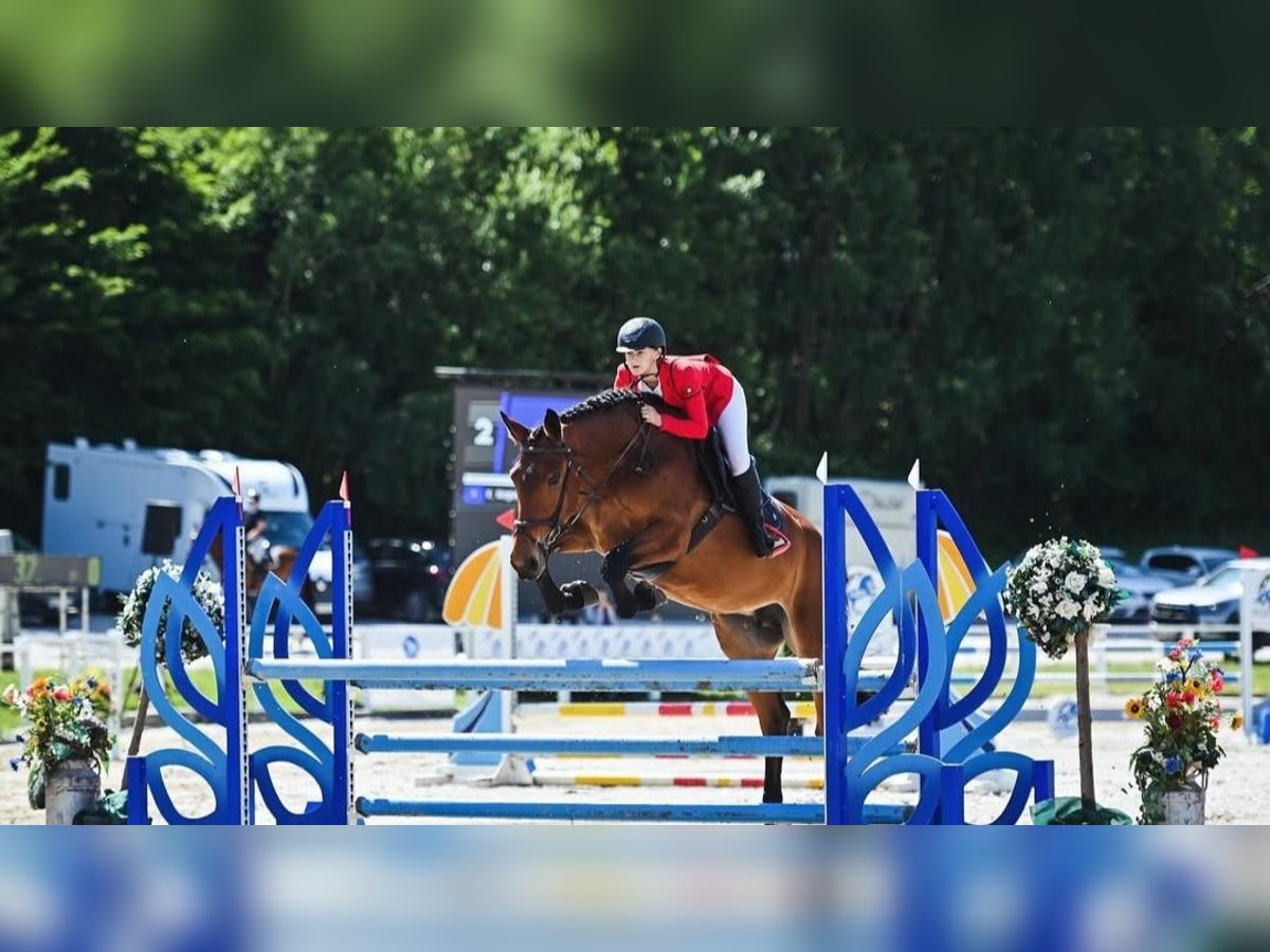 Other Warmbloods Mare 8 years 16 hh in Ptuj