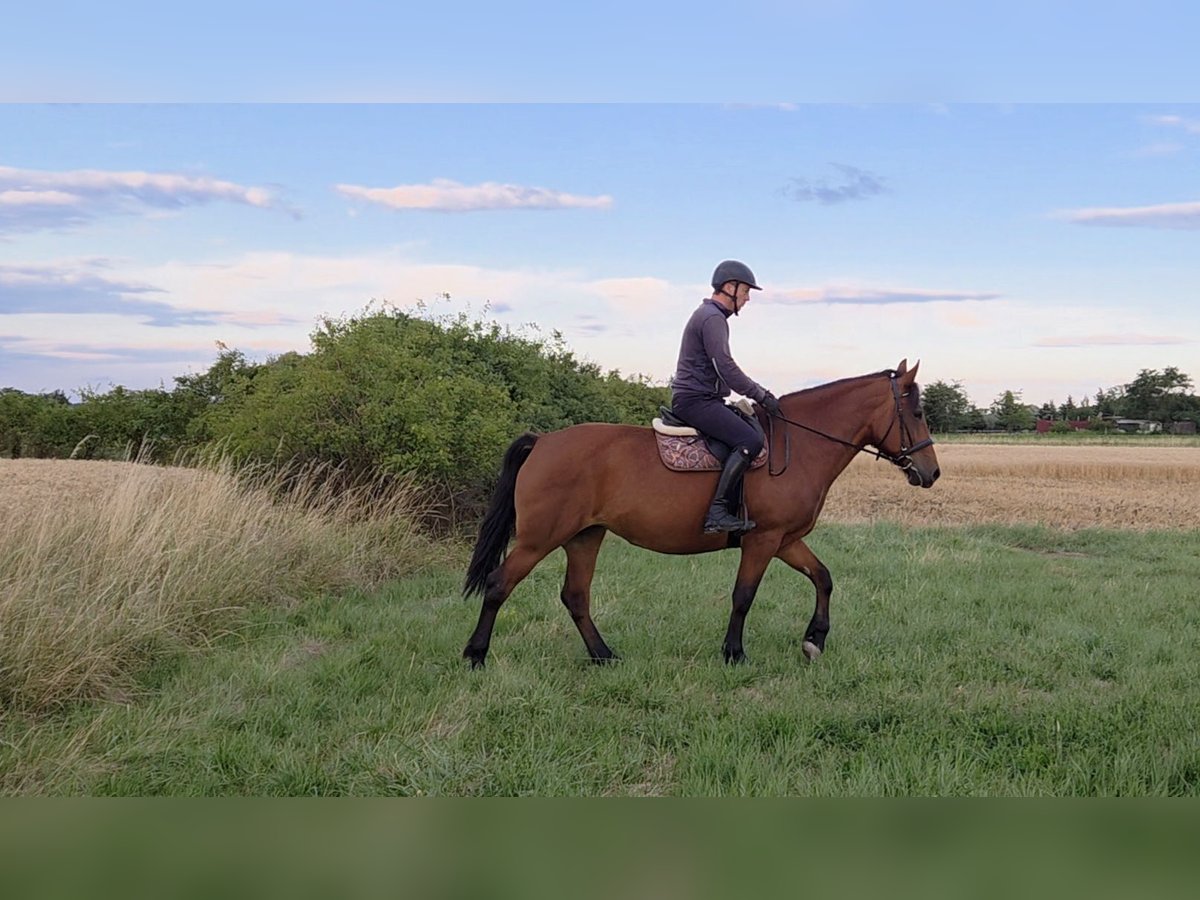 Other Warmbloods Mare 9 years 15,2 hh in Schattendorf