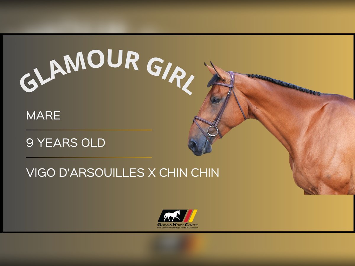 Other Warmbloods Mare 9 years Brown in Z&#xFC;lpich