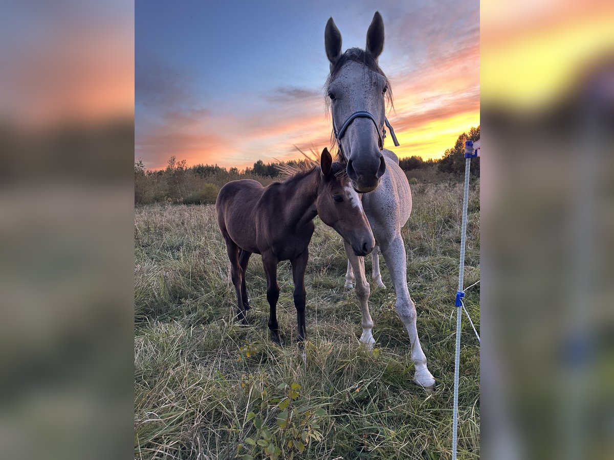 Other Warmbloods Mare Foal (04/2024) 16,1 hh Gray in Vilnius