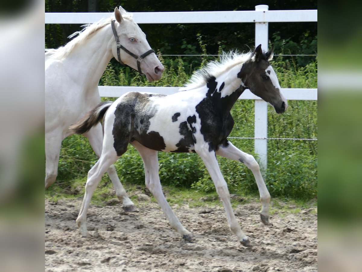 Other Warmbloods Mare Foal (04/2024) 16,1 hh Pinto in Borgentreich