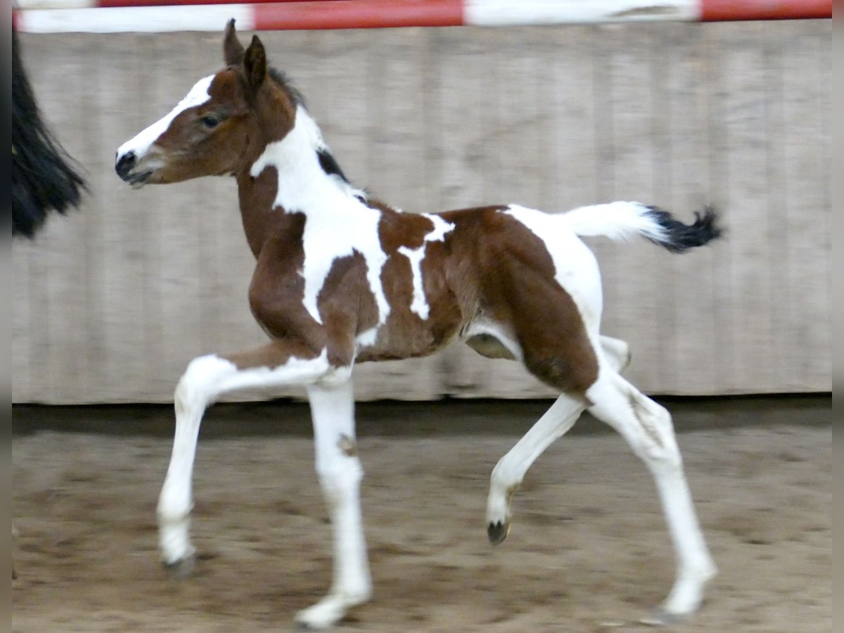 Other Warmbloods Mare Foal (03/2024) 16,1 hh Pinto in Borgentreich