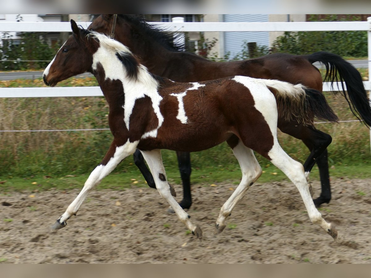 Other Warmbloods Mare Foal (03/2024) 16,2 hh Pinto in Borgentreich